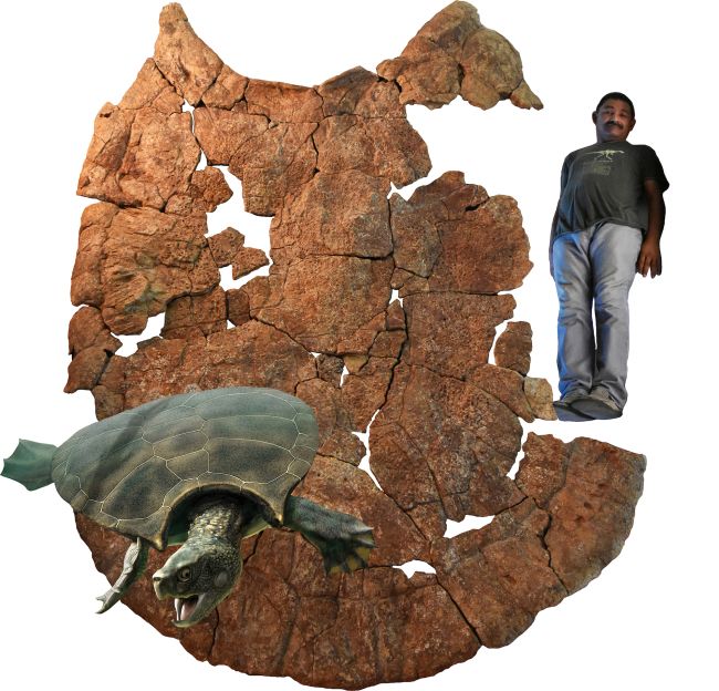  milyon yıllık bir kaplumbağa 
