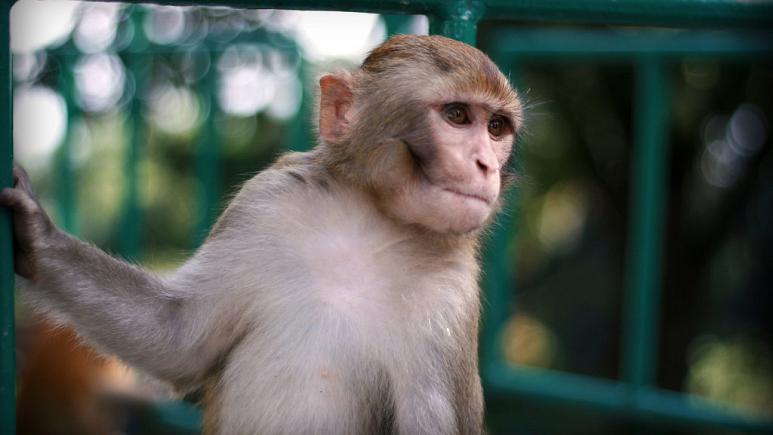 Çindeki bilim insanları tarihte ilk kez 'gen değiştirme yöntemini' kullanarak maymunlara insan beyni genleri aktarmayı başardı.