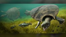 Bir zamanlar dev boyutlu kaplumbağalar yeryüzünde dolaşıyorlardı